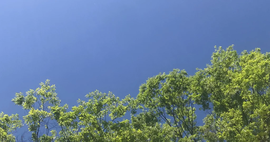 青々とした緑の画像