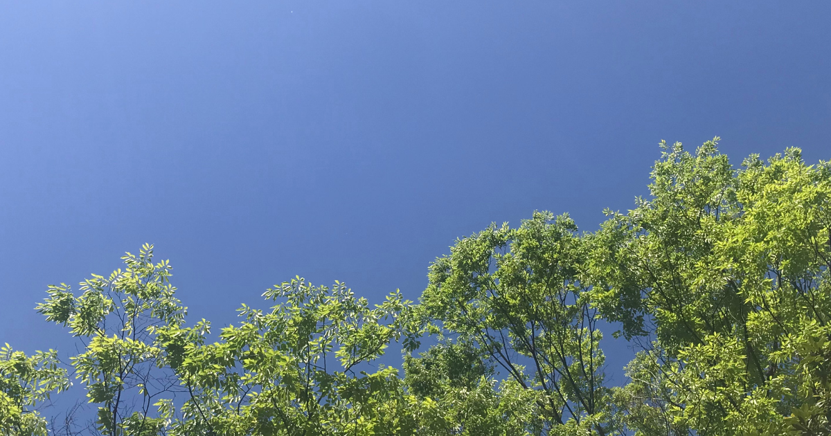 青々とした緑の画像